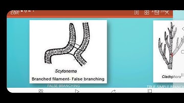 Thallus organization in Algae@Dr Manju
