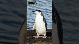 2024 Chinstrap Penguin  5000 Bce Chinstrap Penguin  !! Ancient Creatures #shorts #shortvideo