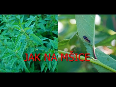 Video: Neškodné přípravky na mšice. Lidové léky na mšice