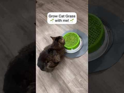 वीडियो: बिल्ली घास कैसे उगाएं: कंटेनरों में बिल्ली घास लगाना