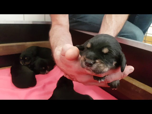 Pups 12 dagen oud