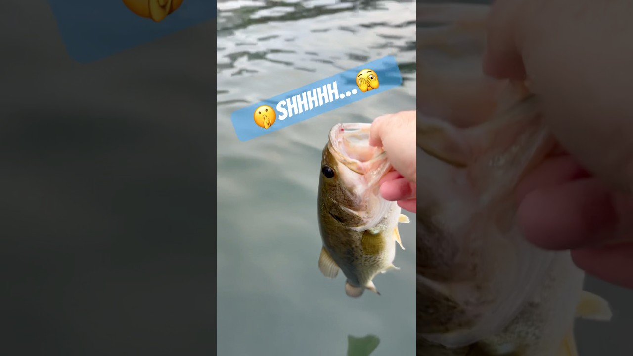 🫣Quiet Bass Release🎣🤫