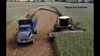 Direct Cutting Triticale and Planting Sorghum Sudangrass