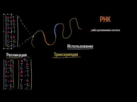 Репликация ДНК, транскрипция и трансляция РНК (видео 7)| ДНК. Молекулярная генетика | Биология