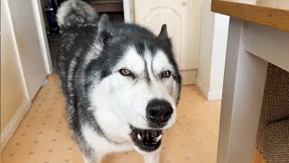 Husky Shows His House Guest Who’s Boss!