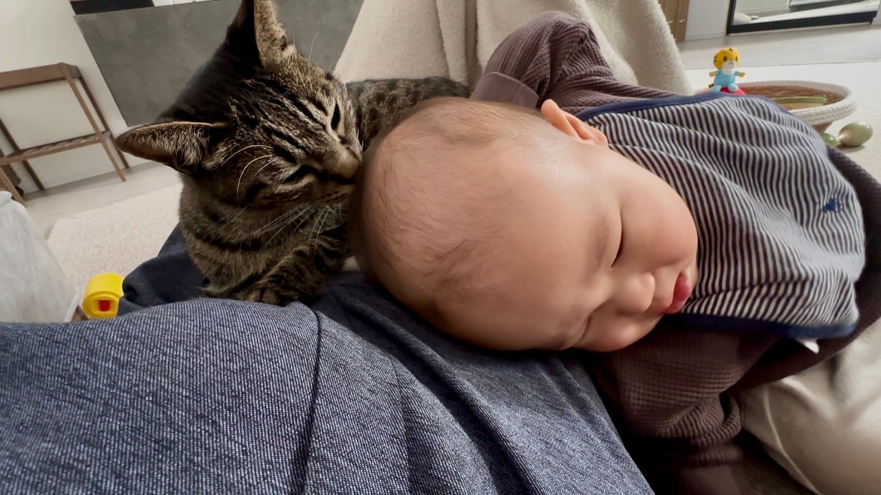 赤ちゃんの匂いを嗅いだ優しい猫がまさかの行動に...