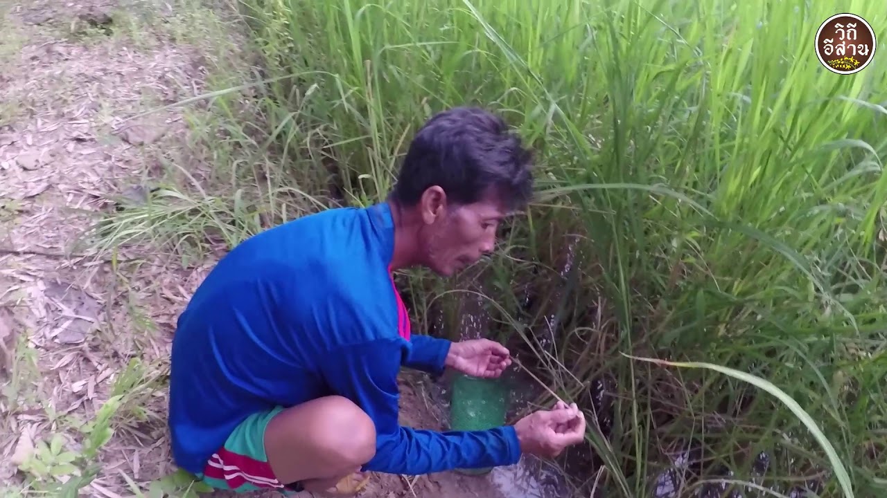 ดักกบด้วยแง๊บพลาสติก..อีหลงหรือไอ้โง่ดักกบ..กับผลงานหมานๆ หาอยู่หากินแบบ วิถีอีสาน