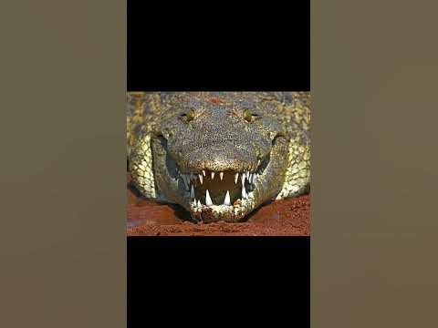 Why don't crocodile eat the Egyptian plover bird? 😱| Mutualism