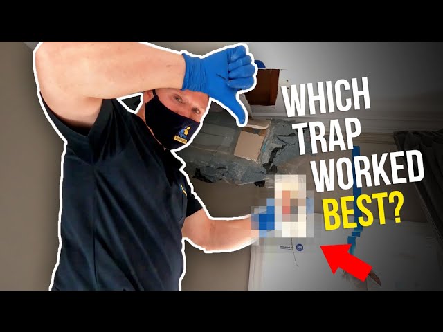 How to set and place a mouse trap – NIPCAM