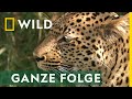 Katzenattacke Ganze Folge Afrikas Tödlichste Jäger