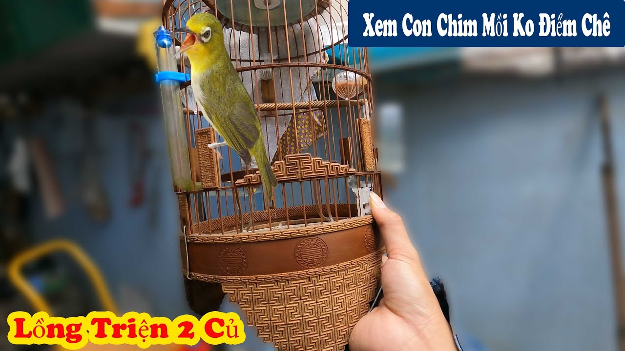 Vượt Tổng 60 Cây Số Đi Mua Lại Chim Mồi 3 Vụ Và Cây Lồng Triện 2 Cụ Khá Đẹp // Chiến Ơi