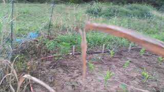 Corn + Pumpkin Patch Update (June 29th, 2026)