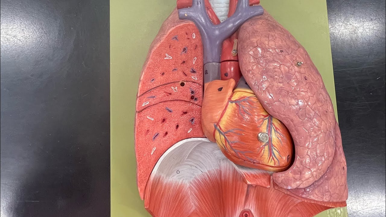 Respiratory System Structures Identification and Review Part III ( Lungs) 