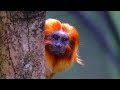 The Incredible Amazon Animals Wildlife Documentary) | Creatures Of The Magic Water | Real Wild