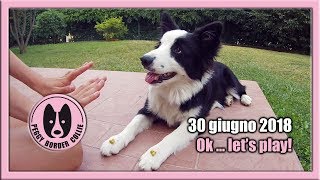 Peggy Border Collie | Cucciola di cinque mesi e mezzo | Esercizi e comandi di base