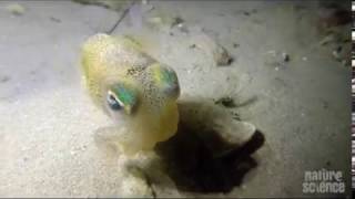 Jet powered dumplings you need to meet, not eat