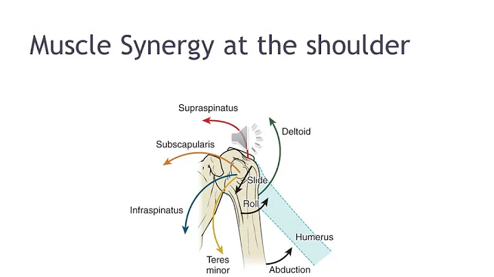 Shoulder Complex Biomechanics 3