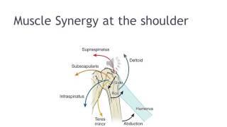 Shoulder Complex Biomechanics 3