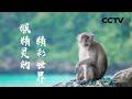 “猴眼看猴”！看“齐天大圣”们如何称王争霸猴群【CCTV纪录】