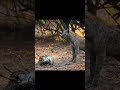 Snake Catches The Baby Deer рџ Њ рџђЌ Animals Snacks Snake Deer Deerhunting Snake Catches The Baby Deer рџ Њ рџђЌ Animals Snacks Snake Deer Deerhunting