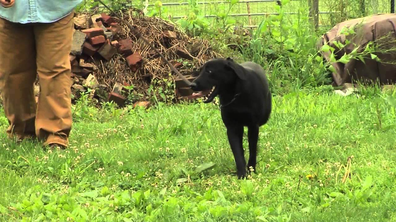 LIONHEART K9 DOG TRAINING IN MARYLAND YouTube