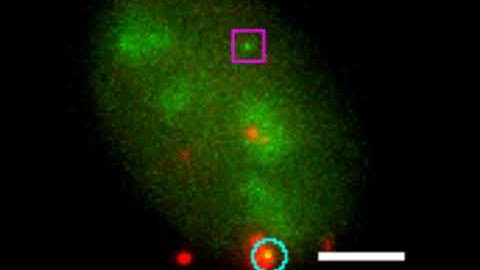 Very Fast CRISPR On Demand