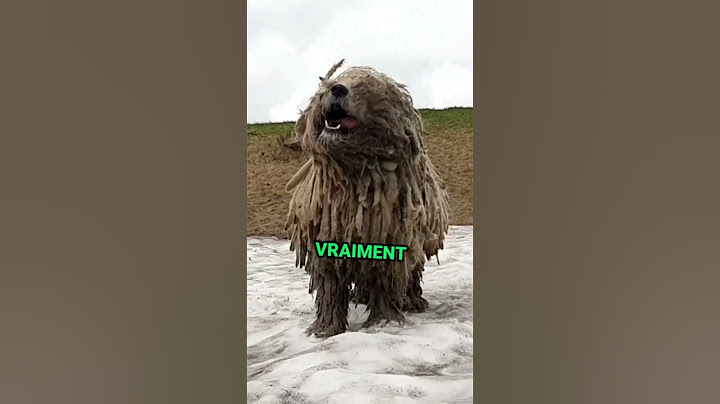 Les 3 chiens les plus rares du monde 🦮#chien##chiens##animaux##animale##komondor##bedlington