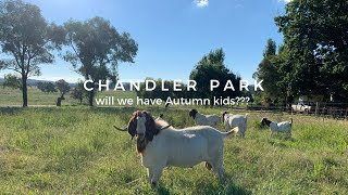 Chandler Park Goat Stud, Autumn Kidding is it finally going to work for us????