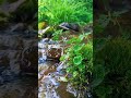 #relaxingmusic #relax #relaxing #shorts #shortvideo