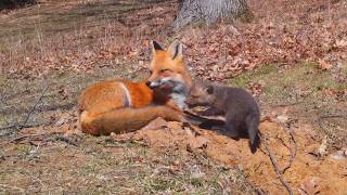 Fox Mom Calls Puppies Out of the Den for the First Time