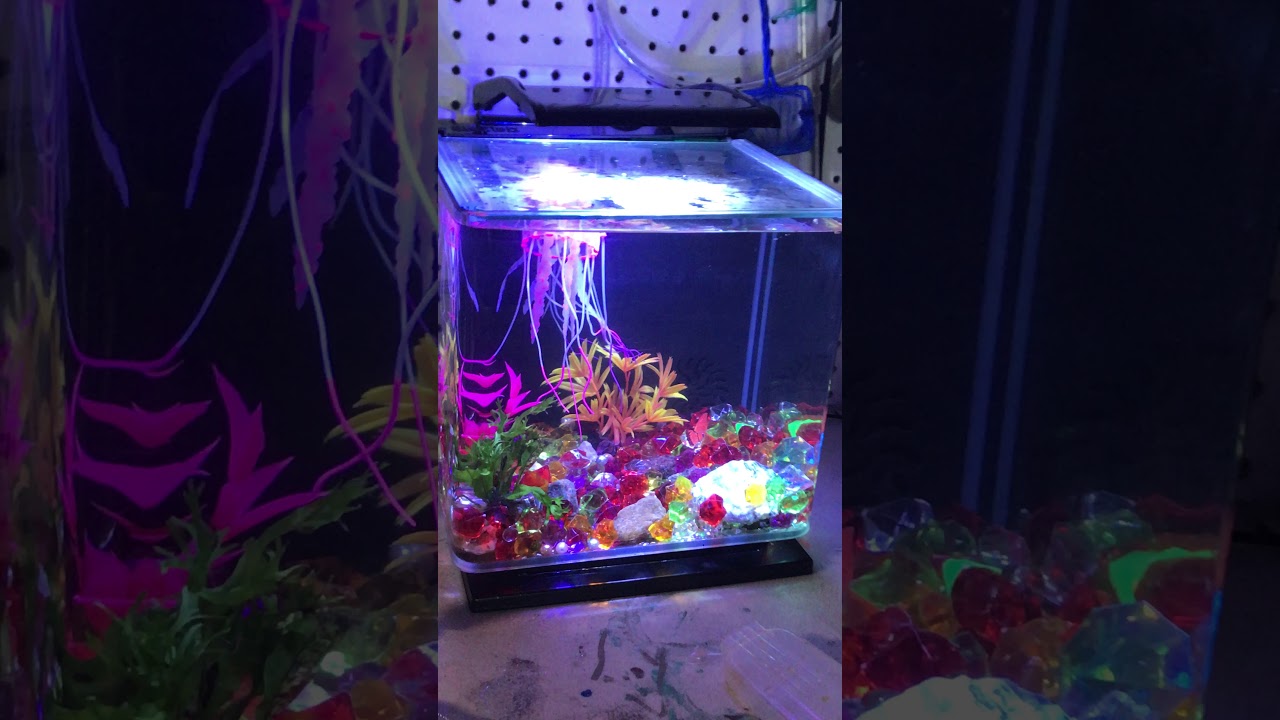 My Betta Glofish Almost Escaped! 