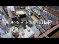 2時間かかるモルモット30匹のお掃除をご覧ください