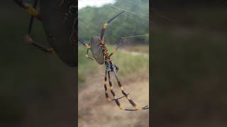 How do Spiders survive the Winter?