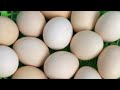 RAW EGG PEELING - Moha melo