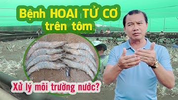 Điều trị bệnh HOẠI TỬ CƠ trên tôm đạt hiệu quả với 3 bước