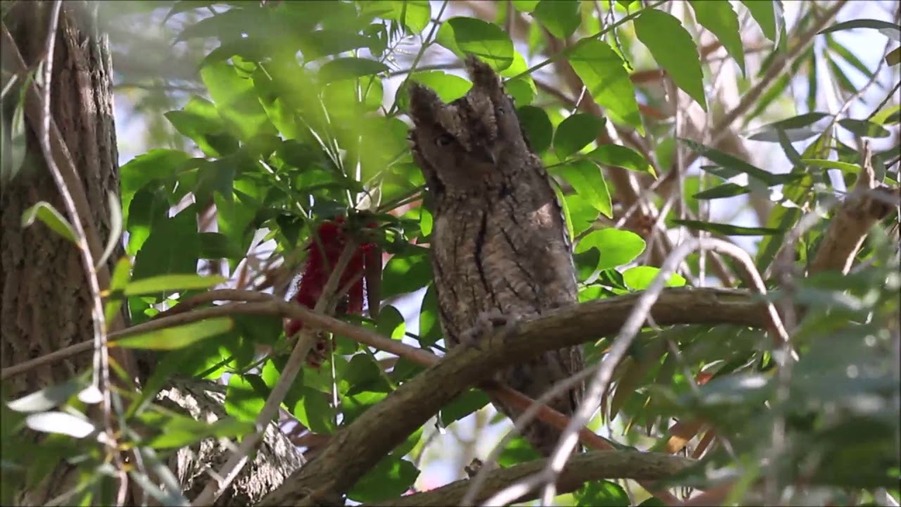 Eurasian scops owl - שעיר מצוי