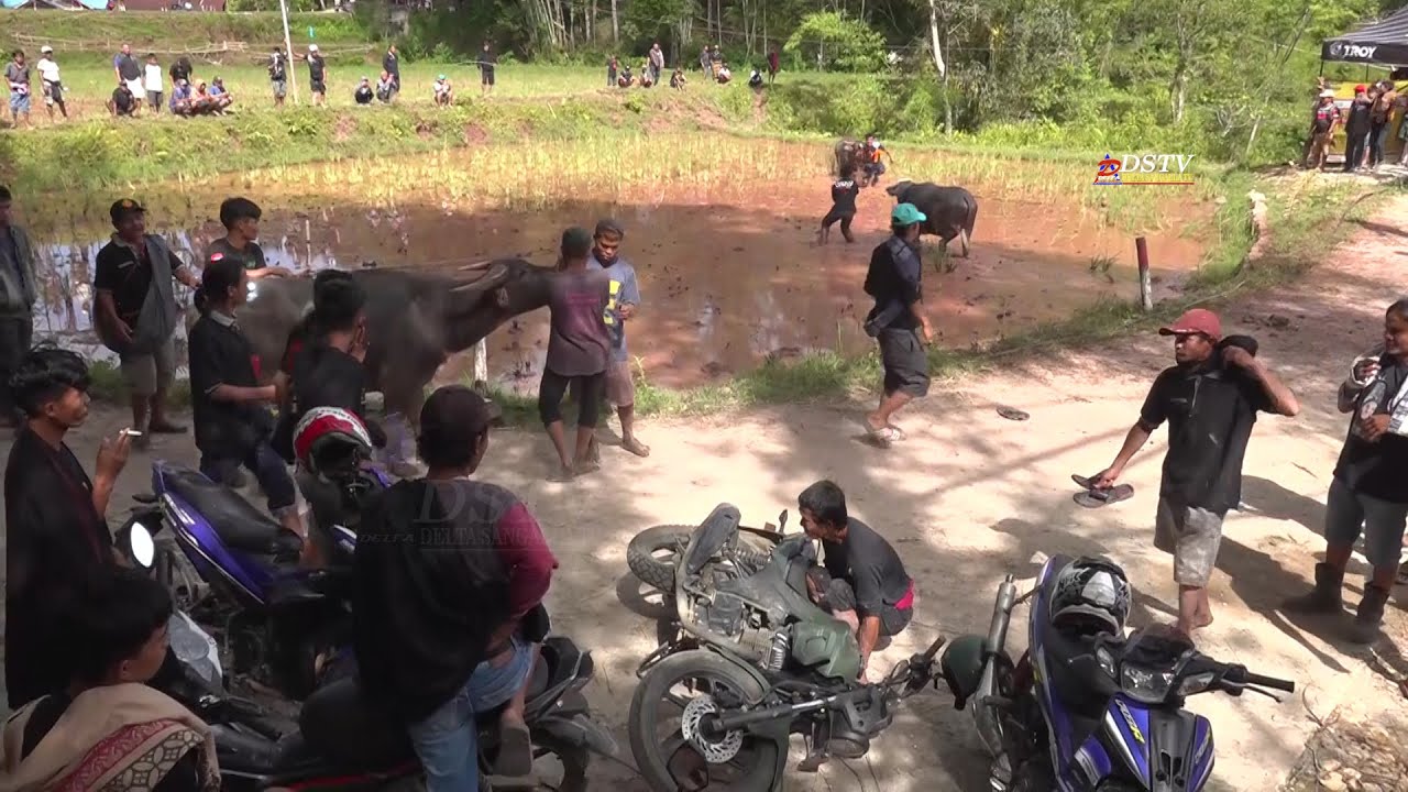 kerbau silaga || Pemakaman Ne' Layuk dan Papa Tio di Lilikira Part 12