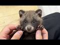 A Japanese Baby Tanuki Who Thinks She’s a Cat