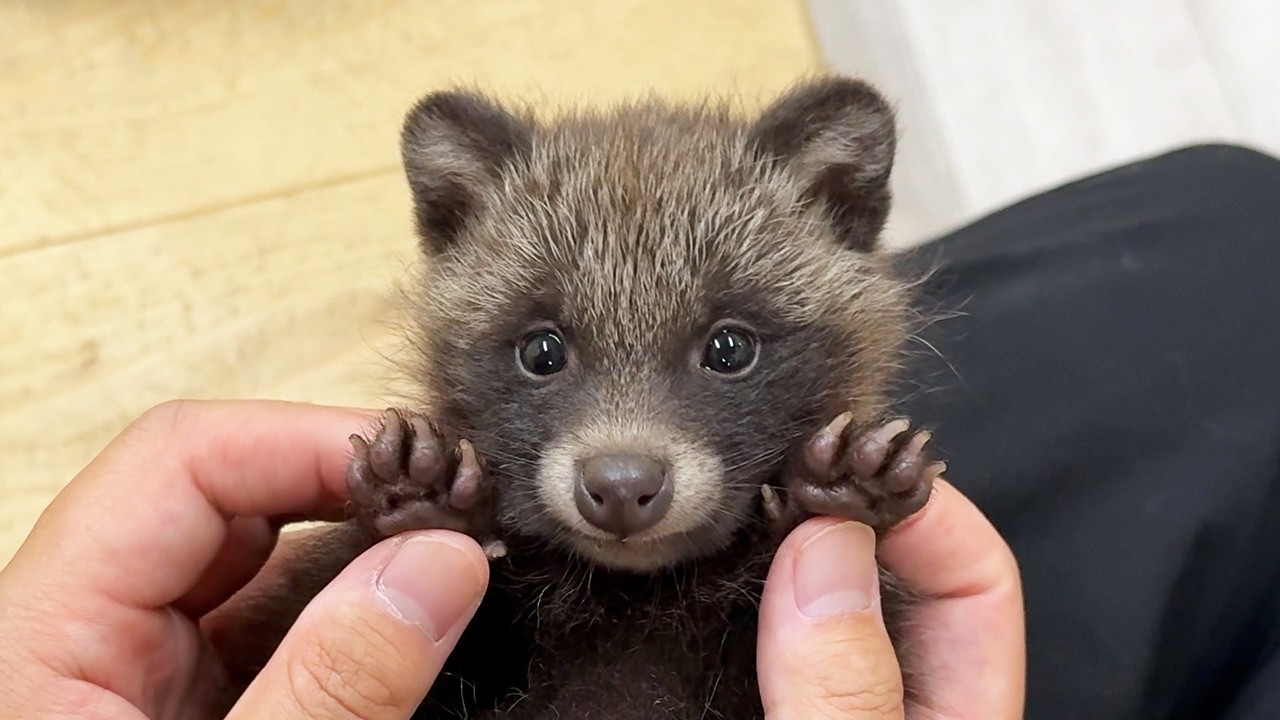 A Japanese Baby Tanuki Who Thinks She's a Cat - YouTube