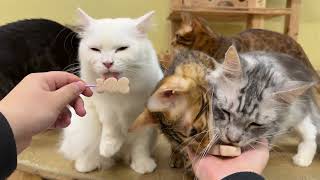 A Japanese Baby Tanuki Who Thinks She’s a Cat