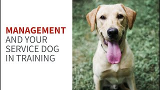 Management vs. Training and why you need both by My Service Dog and Me 830 views 1 year ago 12 minutes, 42 seconds