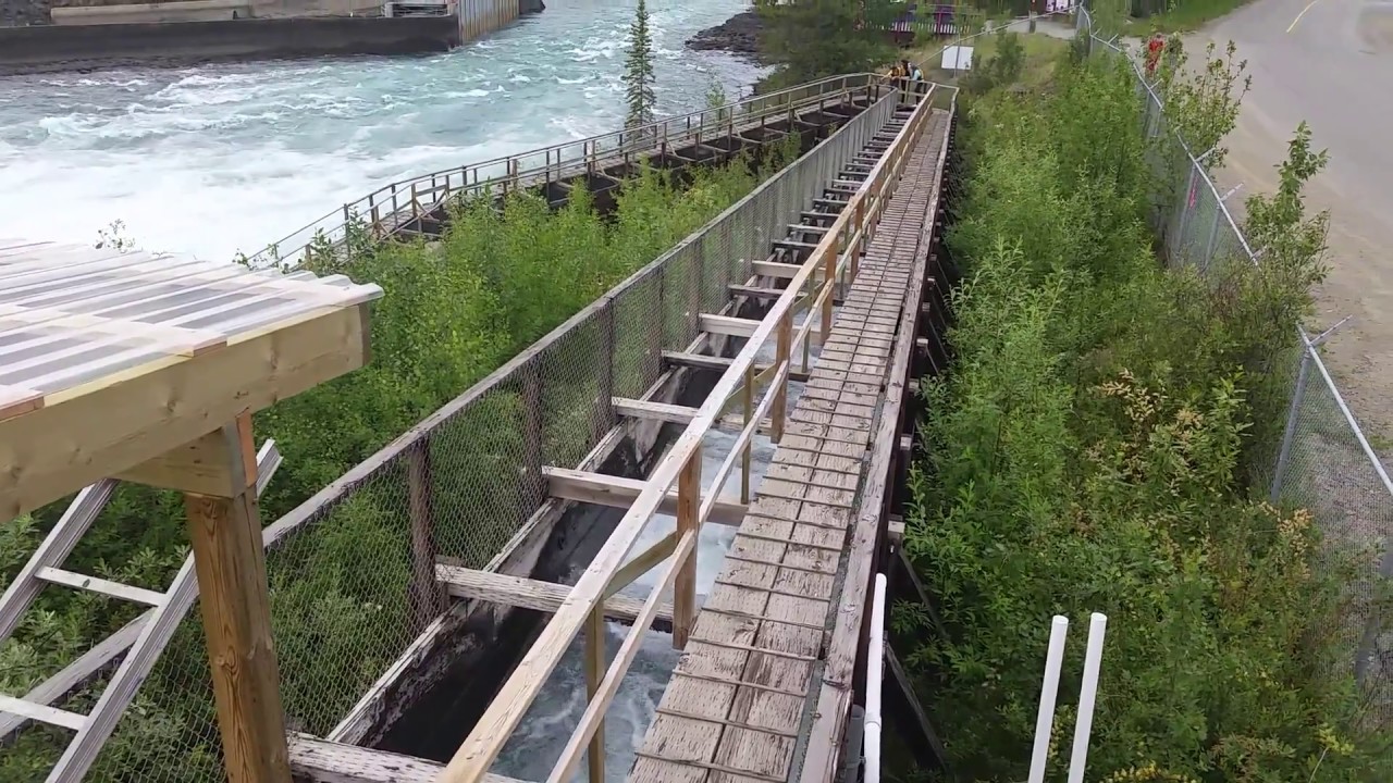 camera iphone 8 plus apk Incredible Salmon Ladder on Yukon River, Salmon Use this Ladder to Jump over Dam, Whitehorse, YT