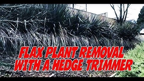 How to remove flax plants using a hedge trimmer to cut them down