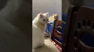 My Cute Persians are like “What is That??” by Persian Cat 16 views 5 months ago 1 minute, 4 seconds