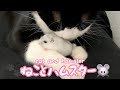 ハムスターが可愛くて可愛くてしかたない猫🐭❤️【53】