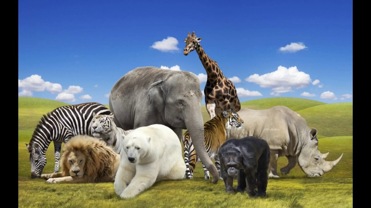 Hasbi Rabbi Jallalah Allah Hu Allah for child 2017 - YouTube