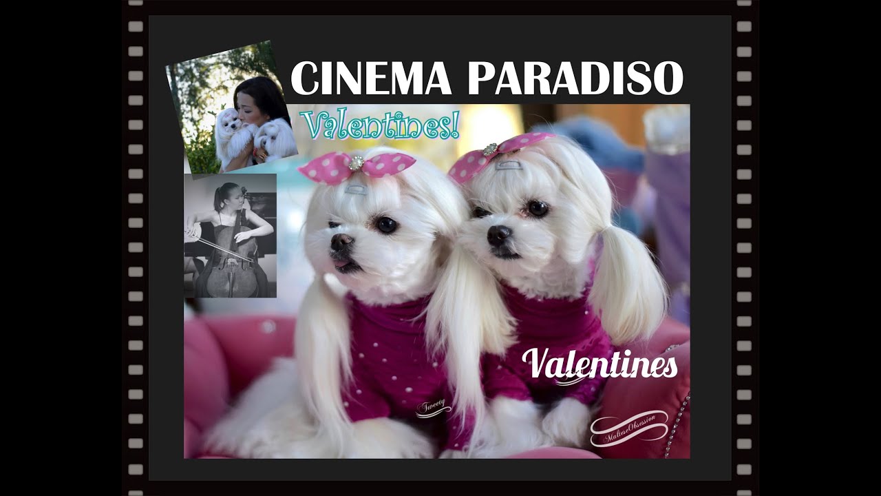 FUN: Maltese Valentines Maltese Korean Cut 말티즈 Cinema Paradiso Cover by Emma Lee Cello & Piano