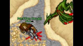 Tibia