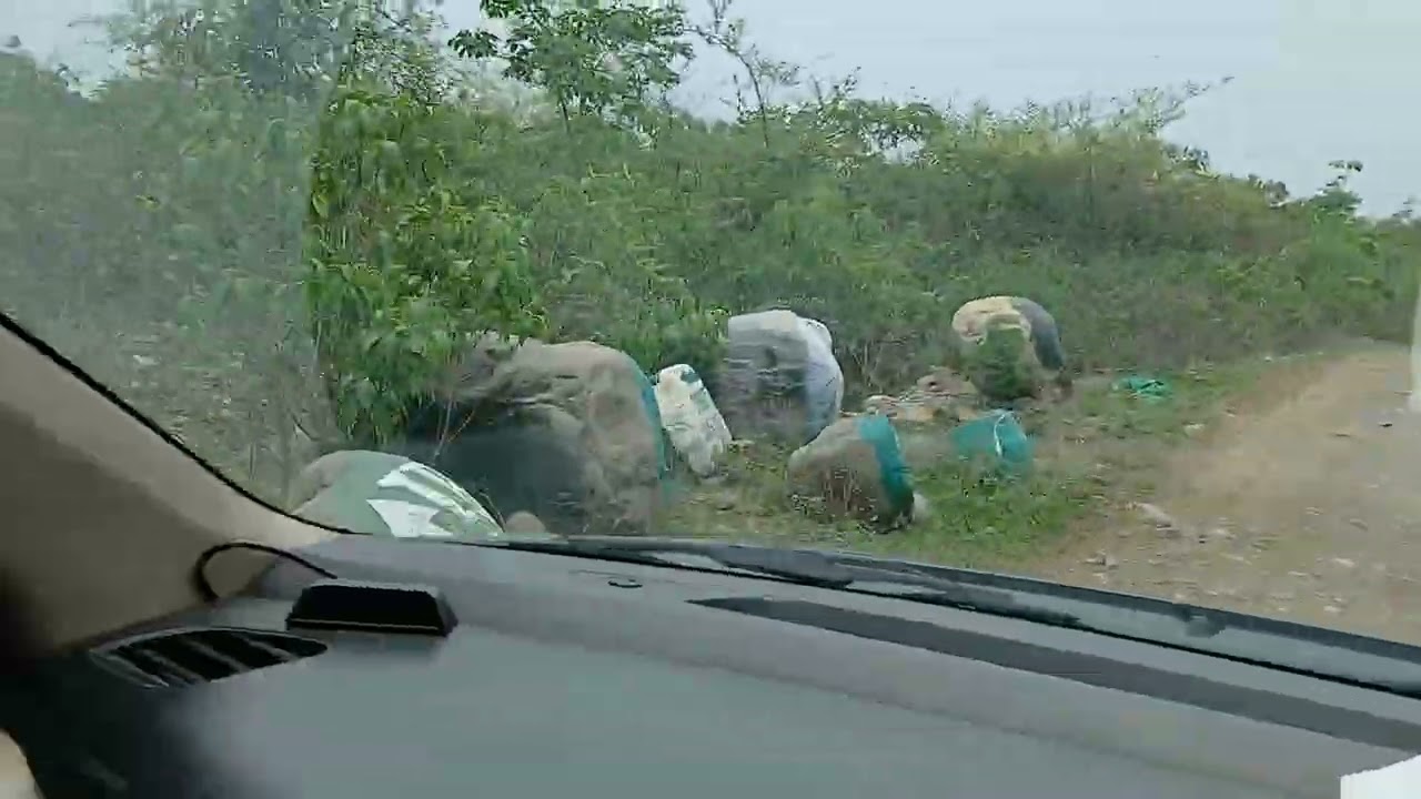 # Forest of Kumaon, Uttarakhand