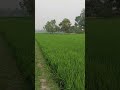 গ্রামীন পরিবেশ - সবুজ ফসল আলহামদুলিল্লাহ